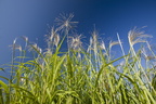 Miscanthus1 016.jpg